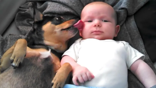 สุนัขและทารกเป็นเพื่อนที่ดีที่สุด ✨ Dogs Babysitting Babies