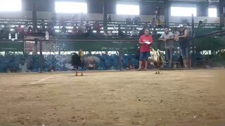 TL Red Kelso (win)