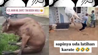 VIDEO LUCU BIKIN NGAKAK SAPI NGAMUK GAK MAU DIPAKE QURBAN EDISI IDUL ADHA PART 1 | FUNNY FAIL VIDEOS