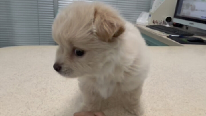 小智障到家第12天｜驱虫、睡觉、开狗会