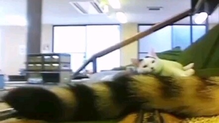 Ayo lihat perspektif mata kucing terhadap kereta api!