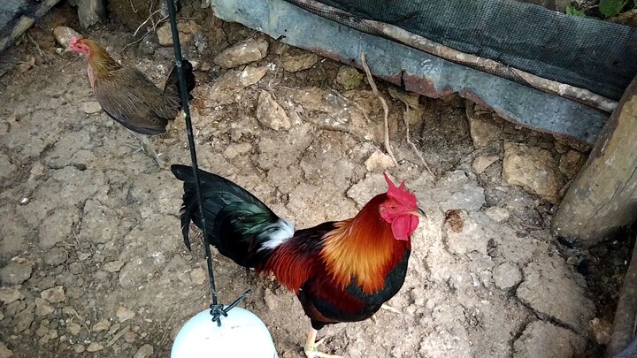 YELLOW LEGGED HATCH ALBANY BROODCOCK X DOC ROBINSONS HATCH PULLET 2ND GEN