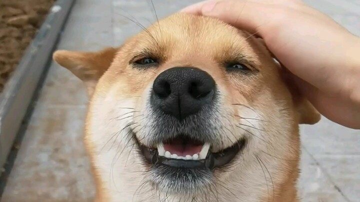 หมาขี้อ้อนในโรงเรียน