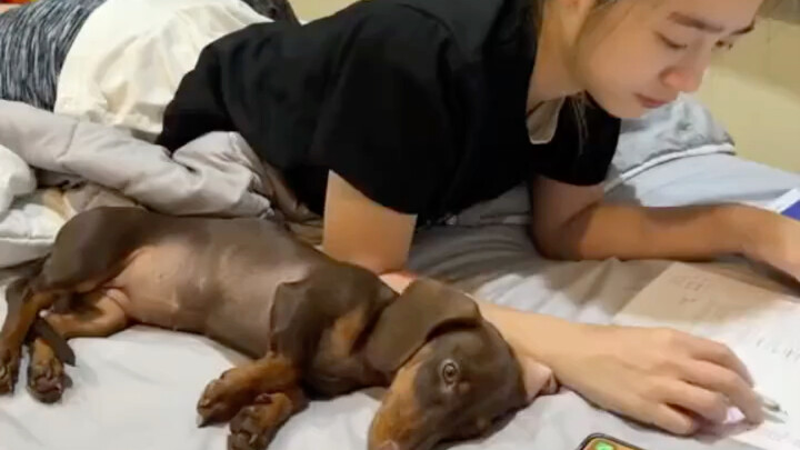 كلب الداشهند اللطيف جدًا، ما إن يُدخل ذيله الصغير حتى يهرع فورًا ليحتكّ بك!