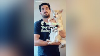 Who wants a PART THREE? LearnOnTikTok doglove language petlover