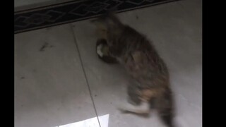 Mèo hoa chưa cai sữa đã ra ngoài làm việc rồi