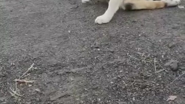 Nhặt được chú cún được một tuần rồi, nó như một đứa trẻ, cứ thích dụi vào người tôi. Anh sẽ dẫn em đ