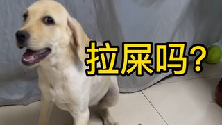 谁家好狗叫这名啊？！