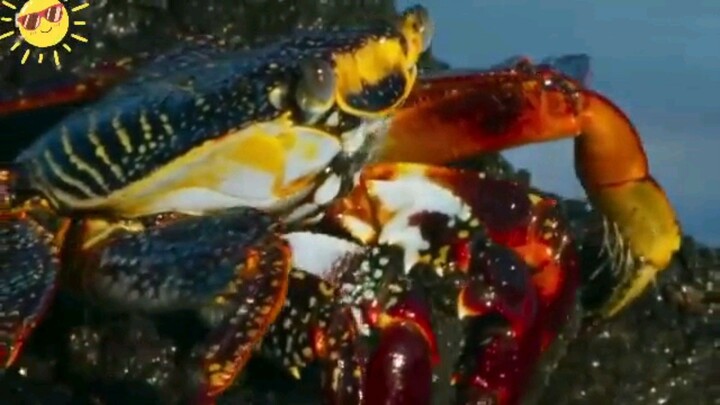 crabs vs octupus