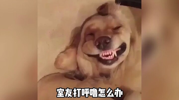 室友打呼噜怎么办，一秒教会你