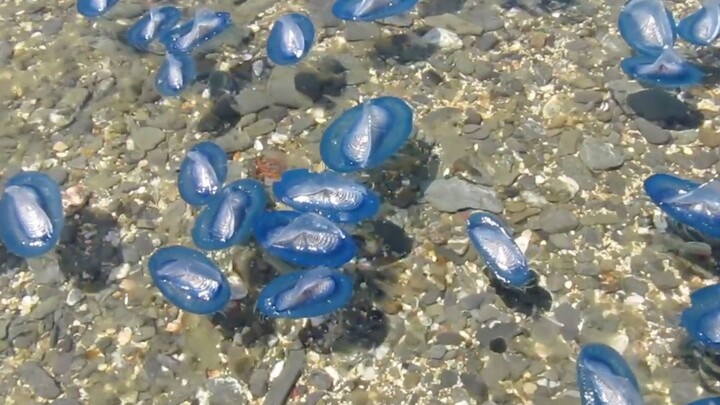 Sứa: Tan làm rồi! Thả lỏng thôi!