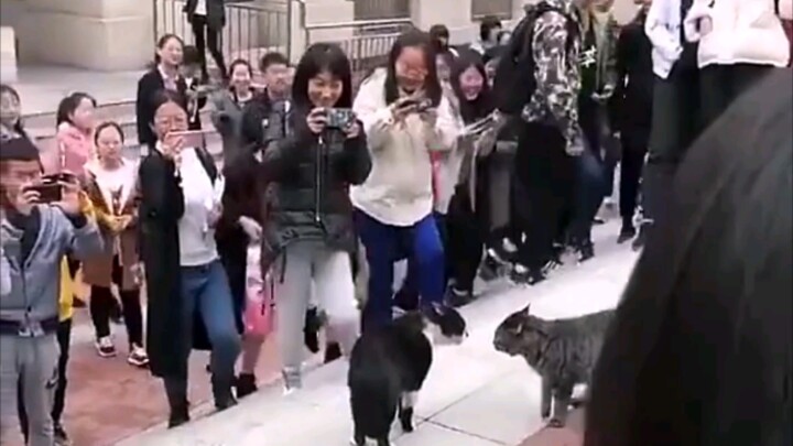 แมว: พวกนักศึกษาอย่างพวกเธอเนี่ย ชอบดูแต่เรื่องสนุก ไม่เคยปล่อยให้เรื่องเล็กๆ ผ่านไปเลย!