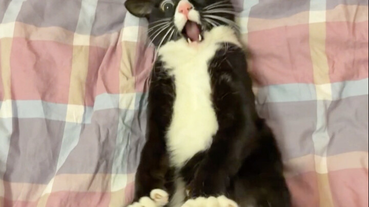 The calico cat bit me first.