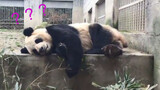 Panda: You're Even More Talkative than Me