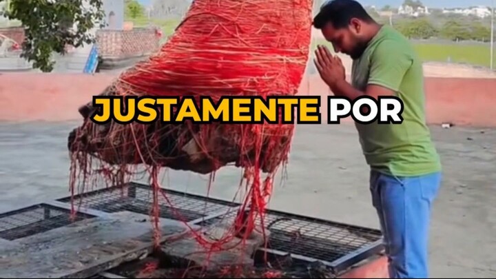 como isso é possivel? 🌳😯