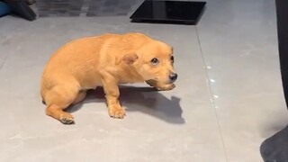 就看这认错熟练度就是个惯犯