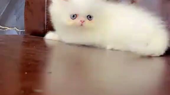 cute kitten