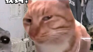 When I first ate turkey noodles (cat meme)