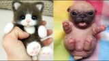 AWW SO CUTE! Cutest baby animals Videos Compilation Cute moment of the Animals - Cutest Animals #17