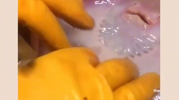 homo fish