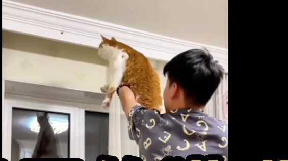 After seeing the Chinese big orange, the Sakura girl also wants a capable cat [Cat Palace Love]