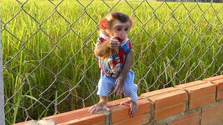 Baby Monkey Maki Happy!! Mom Allow Maki Run And Play outdoor in evening