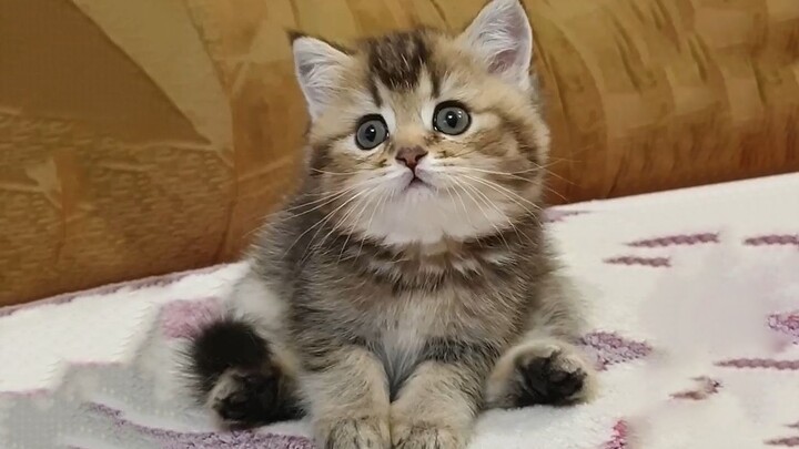 This has to be the cutest sitting pose in the world~