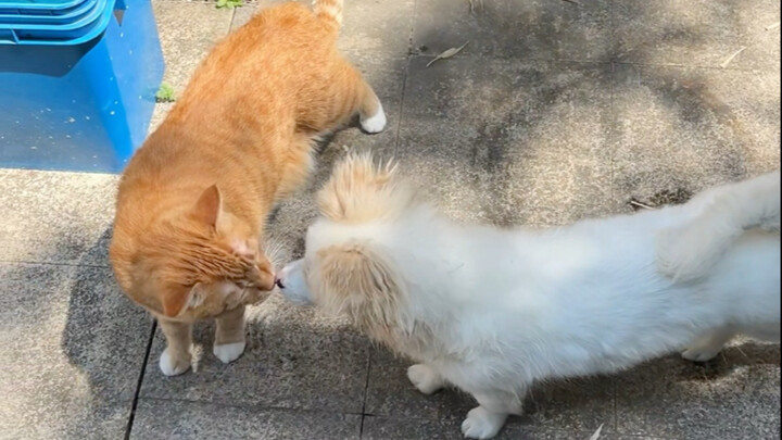Peaceful coexistence is what siblings are all about, and even their little squabbles are part of it—