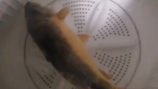 鱼：什么才是真正的绝望