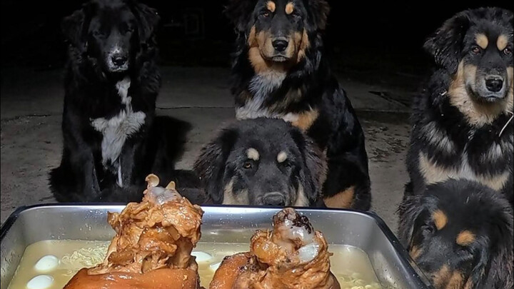 หมาเลียบกินขาหมูพะโล้กับก๋วยเตี๋ยวกุ้งสด