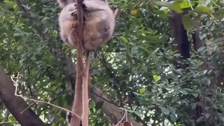 สวนสัตว์