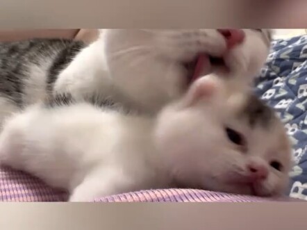 Anak kesayangan sang induk kucing
