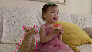 Our Story with Kittens and Puppy