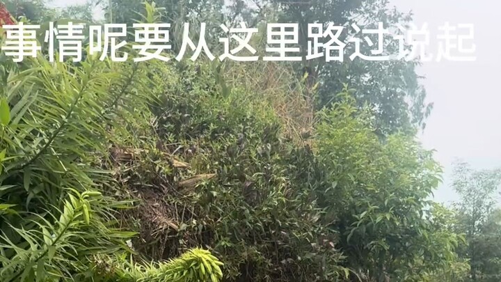 مجرّد أنّي ألقيتُ عليك نظرةً إضافية وسط الزهور