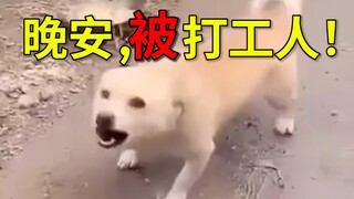 晚安，被打工人！
