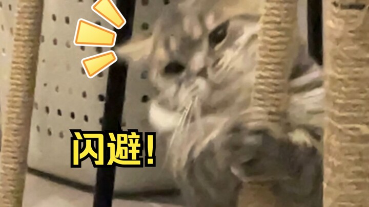 Bagaimana reaksi kucing saat bertemu mainan baru?