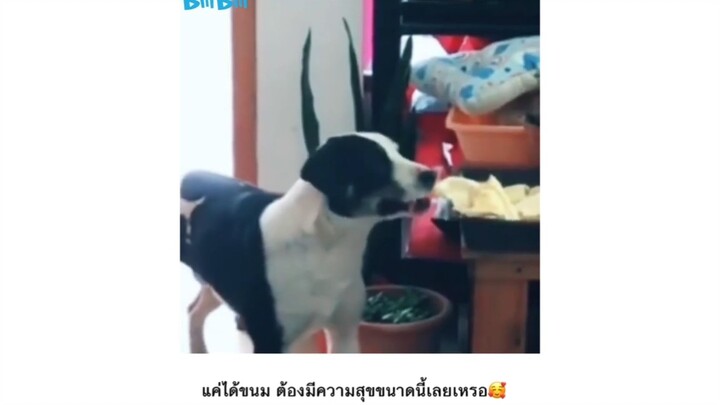 ขนมชิ้นเดียวก็มีความสุขได้😍🐶