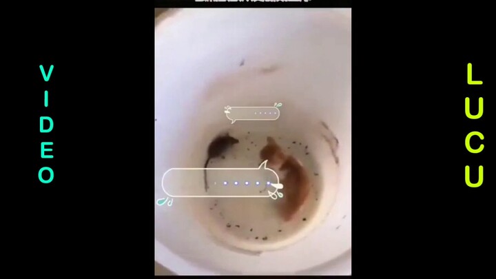 tahan tawa video cocofun lucu 🤣🤣 tahan tawa video cocofun ngakak🤣🤣