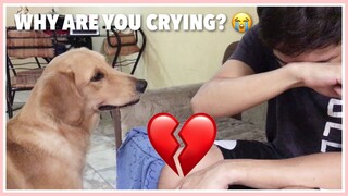 CRYING IN FRONT OF MY DOGS (Golden Retriever, Aspin, & Beagle Philippines)