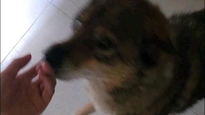 Chó già rồi, không còn nhận ra tôi nữa.