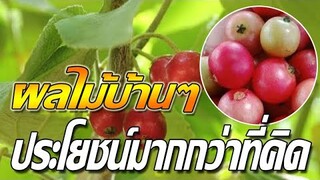 น้อยคนนักที่จะรู้ ผลไม้บ้านๆ อย่าง"ตะขบ"ที่มีประโยชน์มากกว่าที่คิด