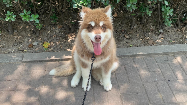 Any kind of dog can become a street dog