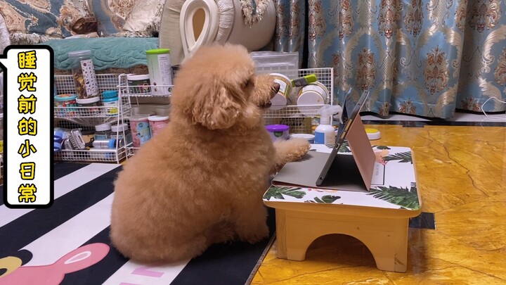 The daily life of a "high-quality dog" — Pet Painting by Trixi from Germany...