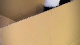 Permisiiiii,,,pakett😸😸