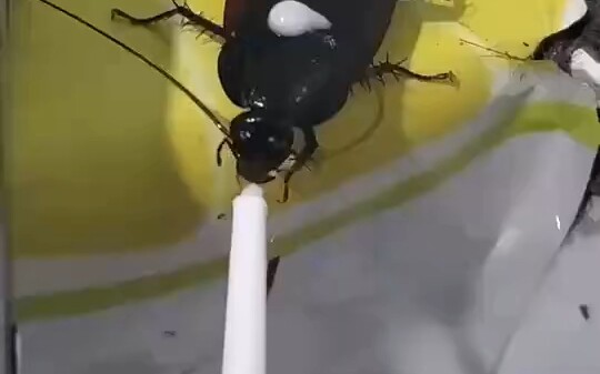 Kecoak sebesar telapak tangan, beneran nggak nih? Ini udah jadi makhluk ajaib ya, adikku