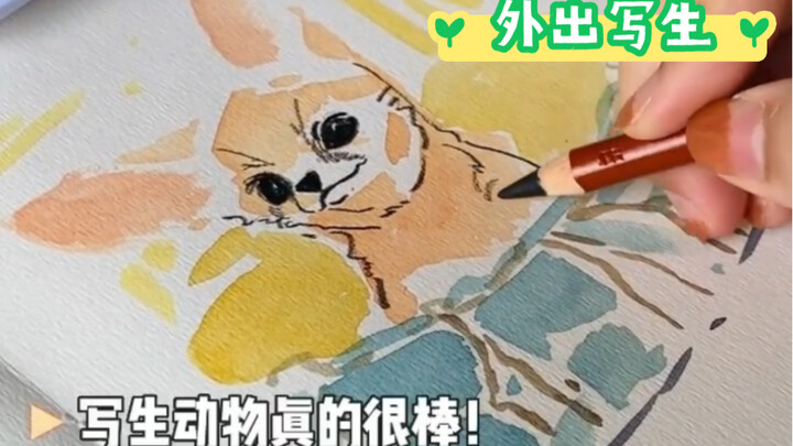 水彩写生｜一起去动物园画画预备咯～