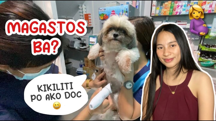 MGA GASTOS SA PAG AALAGA NG BUNTIS NA SHIH TZU | MAGASTOS BA MAG ALAGA NG BUNTIS NA ASO?