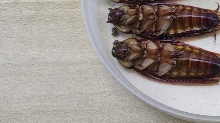 Super Baldy? If you cut off all the legs of a cockroach, how long can it survive?