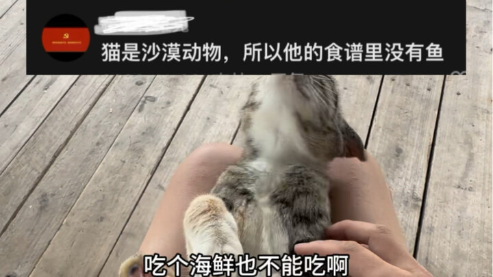 Can cats eat seafood and milk?