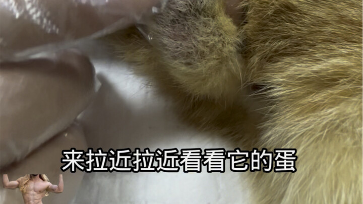 Dirty, dirty cat eggs